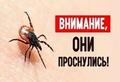 Клещевые инфекции и их профилактика