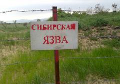 Не допустим  заболевания сибирской язвой
