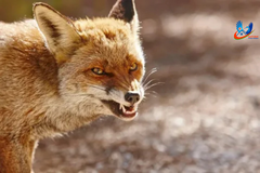 Что делать, чтобы предупредить бешенство