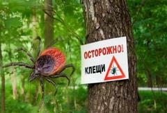 Клещевые инфекции и их профилактика Клещевые инфекции и их профилактика